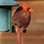 Keli Uranick Rowden's profile image