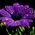 Michelle Mealey Hammond's profile image