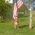 Richard Denicola's profile image