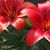 Diane Ramsey Metcalf's profile image