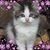 Katharine Flanders's profile image