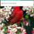 Cynthia Chamberlain Dorband's profile image