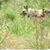 Laurie Vickery's profile image