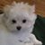 Ginger Fox's profile image