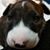 Paula Wilson Grecco's profile image