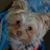 Rosemary Dietrich Blowers's profile image