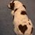 Diana Pelland Brodeur's profile image