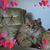 Mary Dahle Eigenheer's profile image