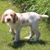 Sophie Spinone's profile image