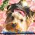 Leslie Colussi's profile image