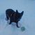 Dora Cordell Harvey's profile image