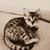 Cassia Rose's profile image