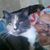 Lazure Estel's profile image