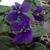 Susan Earnheart Terrell's profile image
