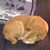 Foxie Dennis's profile image