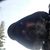 Will Carossino's profile image