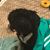 Samantha Pallow Schmiesing's profile image