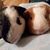 Eileen Sulo Pizzi's profile image