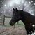 Diana Hofer-Honeycutt's profile image