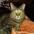 Angela Altman Sapp's profile image