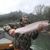 Ruggie Canizares's profile image