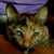 Carrie Ellen Manago's profile image
