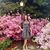 Tani Lamb's profile image