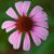 Lauren Stubbs's profile image