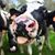 Lora Farnham's profile image