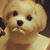 Patricia Ballengee Layne's profile image