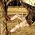 Diana van Houten's profile image
