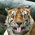 Christina Shirley-Robledo's profile image