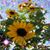 Katie Haraldson's profile image