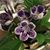 Susan Vignette's profile image