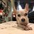 Tallulahfly Red's profile image