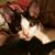 Jill Spencer Baldwin's profile image