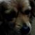 Cindy Peterson's profile image