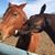 Angie Heflin's profile image