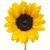 Elizabeth Woods Kline's profile image