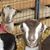 Katie Denner-Stringfield's profile image