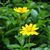 Susan Delp's profile image