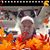 Ronnie Smith's profile image