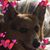 Deena Platt's profile image