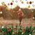 Patricia Foley Toomey's profile image