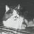 PJ LeChat's profile image