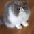 Sue Roberton's profile image