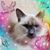 Denise Mountain's profile image