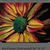 Christine Arcure's profile image