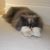 Sunshine Wakefield's profile image