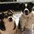 Gena Trice's profile image